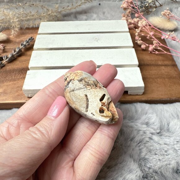 Beautiful Small Fossil Shell - Picture 2 of 5